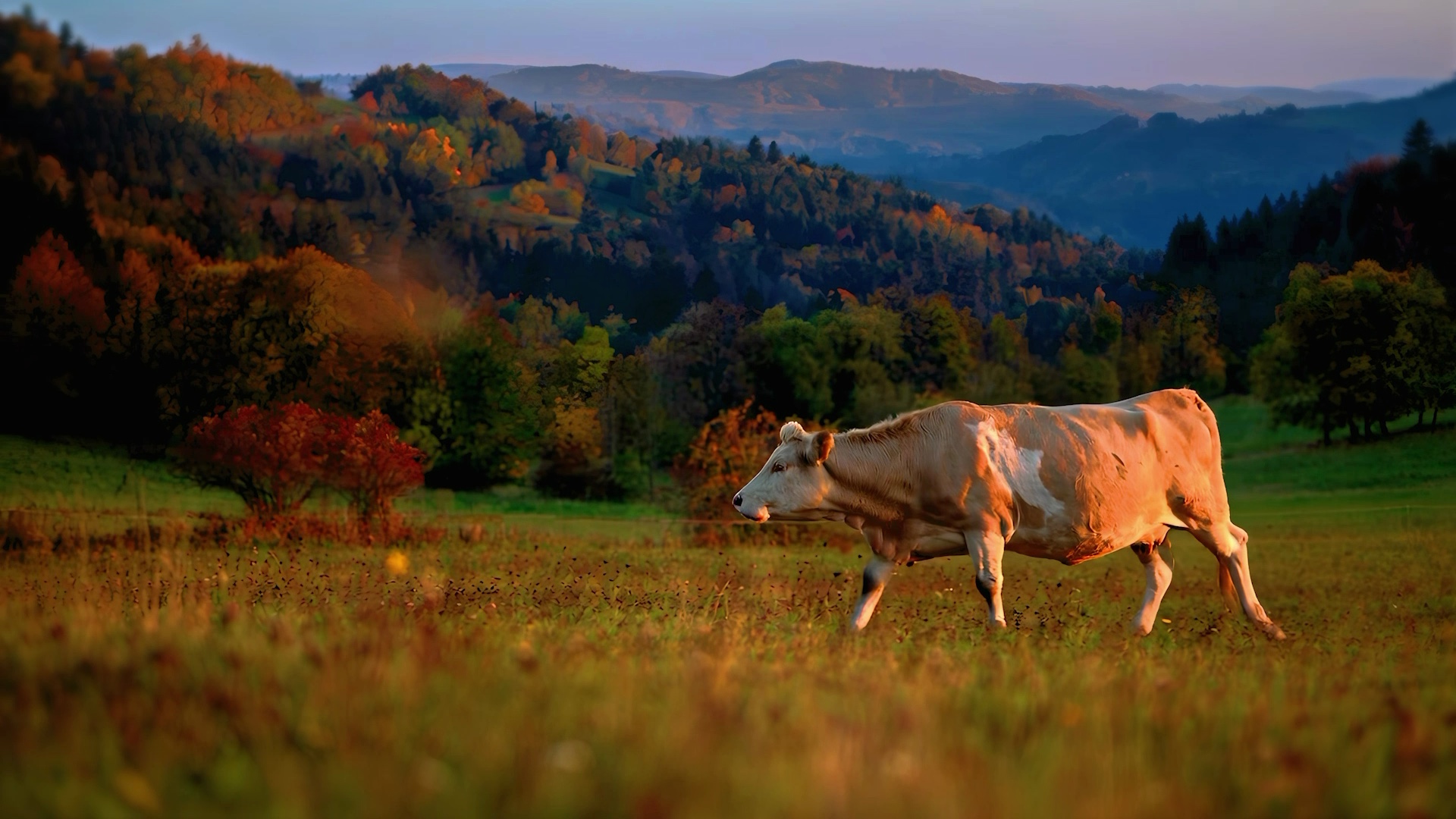 KRAJ VYSOČINA